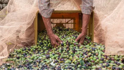 ODTÜ’den Zeytin Üreticilerine Bilimsel Erken Hasat Rehberi