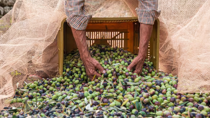 ODTÜ’den Zeytin Üreticilerine Bilimsel Erken Hasat Rehberi