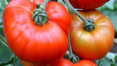 Batak Ovası’ndan Sofraya: İyot ve Tarihle Yoğrulan Çanakkale Domatesi