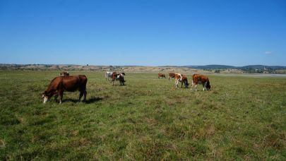 Ladik Gölü'nde inekler otlamaya başladı
