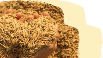 Çanakkale Belediyesi’nden yangından etkilenen üreticilere yemlik arpa desteği