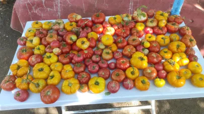 Biga Camialan Köyü’nde 200 yıllık atalık sarı domates geleneği sürüyor