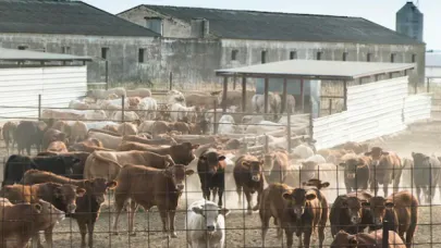 Tarım Bakanlığı'ndan şap hastalığı açıklaması: 24 ilde hayvan pazarları yeniden açıldı