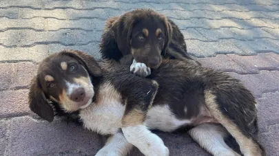 Dünya Köpek Günü: Colleen Paige’in Başlattığı Farkındalık Günü