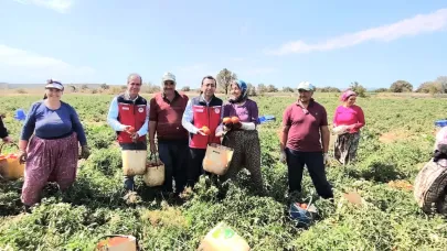 Çanakkale’de domates üreticileri hasatta ziyaret edildi