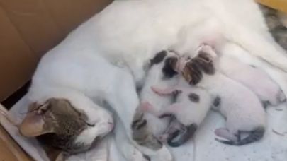 Durakta doğum yapan kedi ve yavrularına taksiciler sahip çıktı