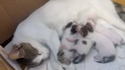 Durakta doğum yapan kedi ve yavrularına taksiciler sahip çıktı