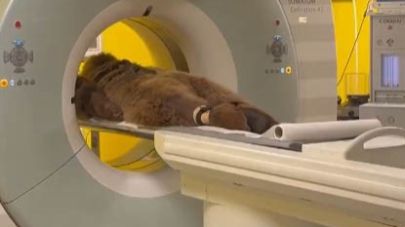 Yediği meyveden rahatsızlanan ayı hastaneye kaldırıldı