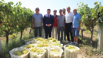 Gökçeada'da Bağ Bozumu