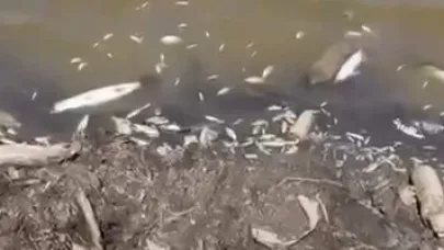 Bursa'da acı tablo, yüzlerce balık kıyıya vurdu
