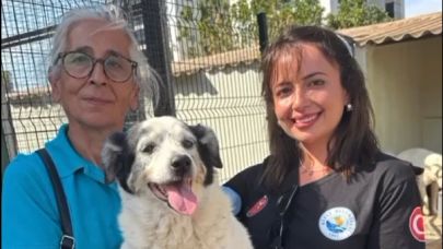 Güzelyalı'da yangından kurtarılan hayvanlar yeni yuvasını arıyor