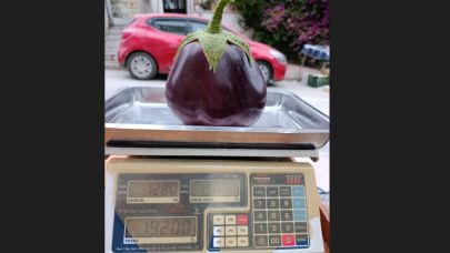 Biga’da yetişen dev patlıcan 1 kilo 280 gram geldi