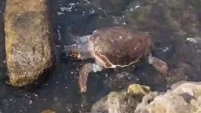 Çanakkale’de sahile ölü caretta caretta vurdu