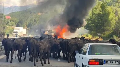 Pozantı’da Büyükbaş Hayvan Yüklü Tır Alev Aldı