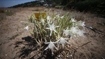 ÇOMÜ, Bölgenin Nadir Kum Zambaklarını Korumaya Alıyor