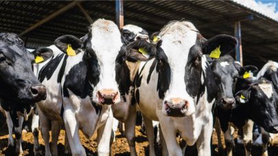 Hayvancılık destekleme fiyatları açıklandı