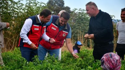 Biga Kaymakamı Kayabaşı’ndan Acı Biber Tarlası Ziyareti