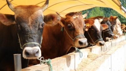 Tarım İşletmeleri'nden Çok Büyük Satış: İhale Tarihi Açıklandı