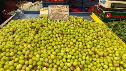 Çanakkale’de Zeytin Sezonu Açıldı: Kırma zeytin tarifi haberimizde