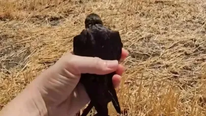 Çanakkale’de Yaralı Kuşlar DKMP Ekipleriyle Kurtarıldı