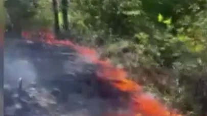 Çanakkale'de orman yangını