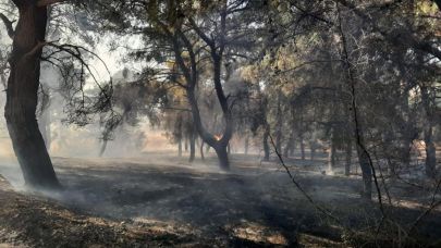 Çanakkale'deki orman yangını kontrol altına alındı