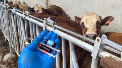 Tekirdağ’da ithal besilik danalara karantina