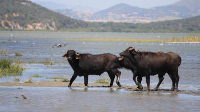 Manda sayısı son 5 yılda yüzde 16 azaldı