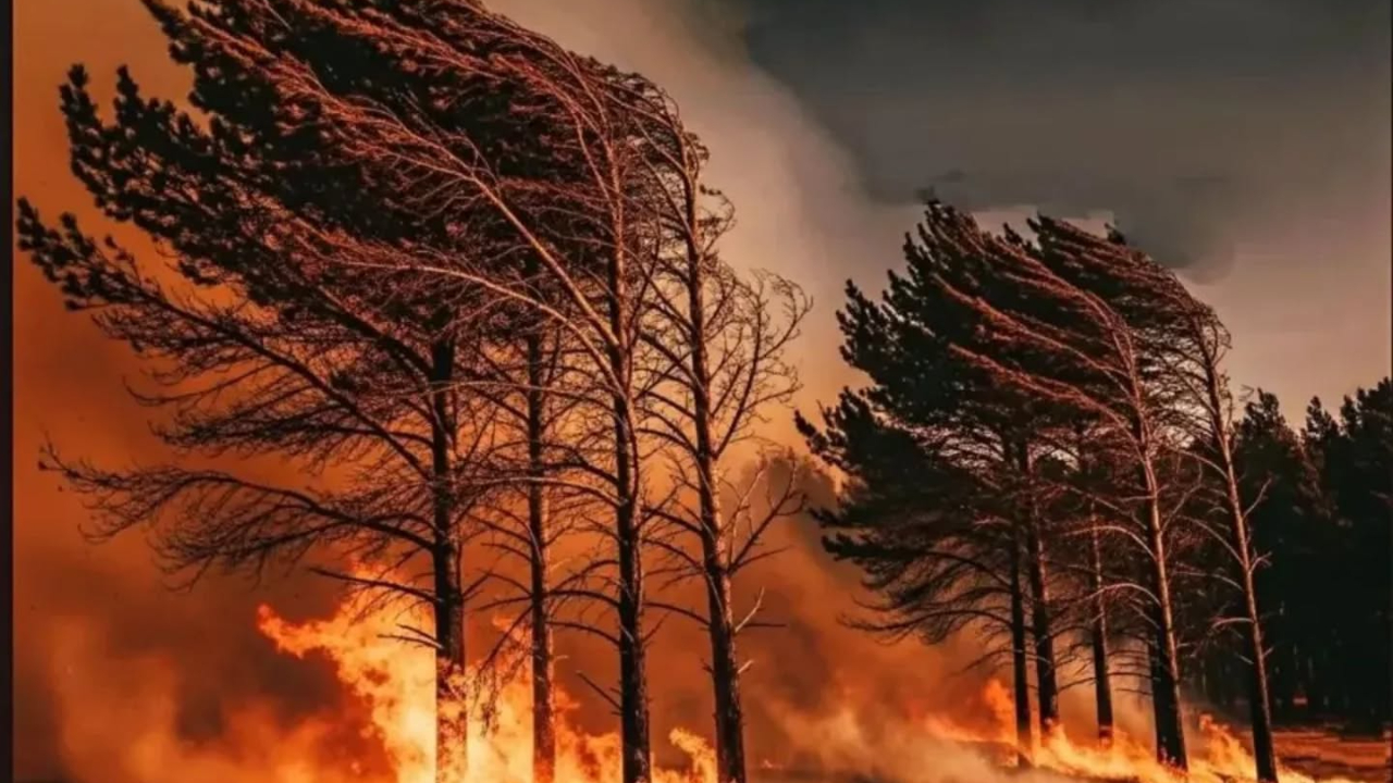 Çanakkale'de orman yangını riski