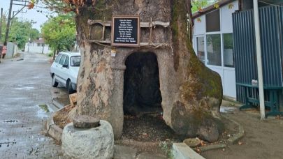 Yenice’nin 900 Yıllık Çınarı