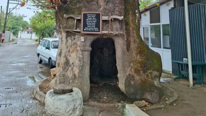 Yenice’nin 900 Yıllık Çınarı