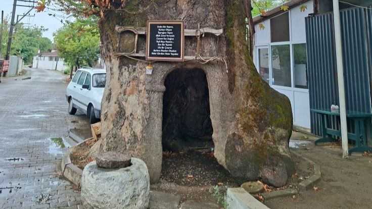 Yenice’nin 900 Yıllık Çınarı