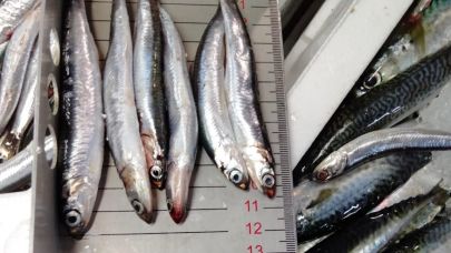 Hamsi kotasına 7/24  denetim