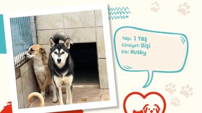 1 yaşındaki Husky yuva bekliyor!