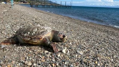 Assos Bölgesinde 50 Metre Arayla 2 Caretta Caretta Ölüsü!