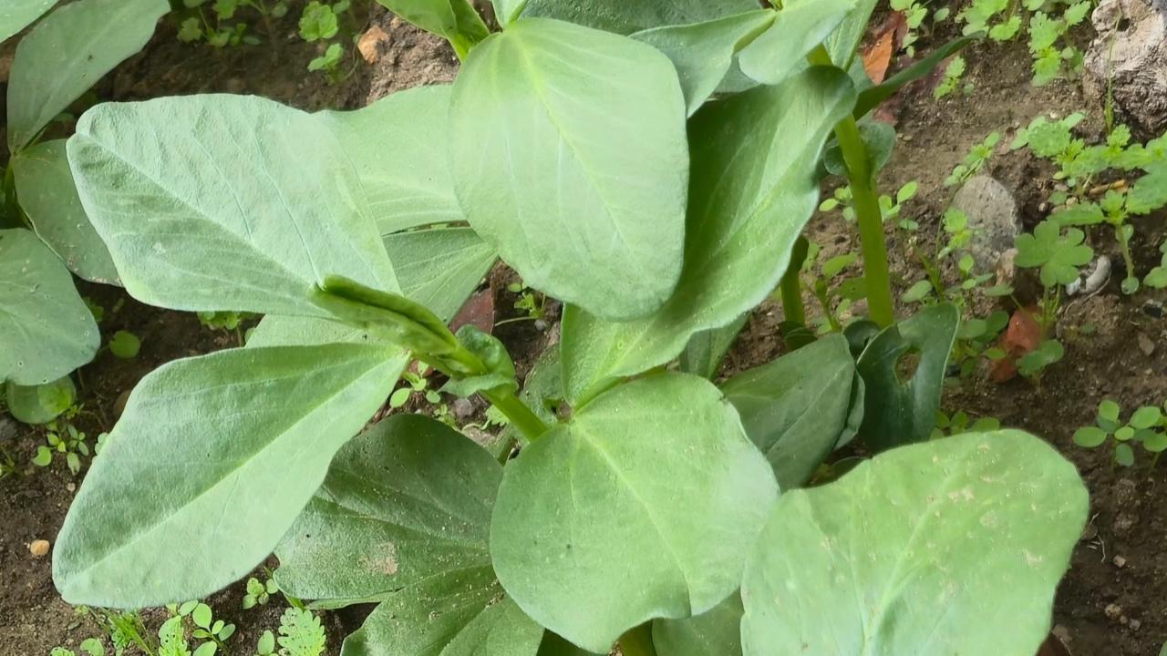 Baklanın Yaprağı Bile Şifaymış! Çanakkale Mutfağından Mucize Salata Tarifi
