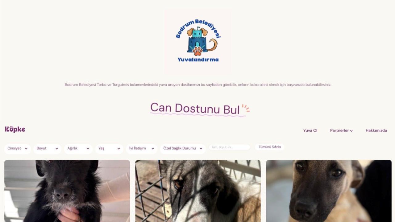 Bodrum’da Patili Dostlar İçin Örnek Proje: Dijital Yuvalandırma Platformu Erişime Açıldı