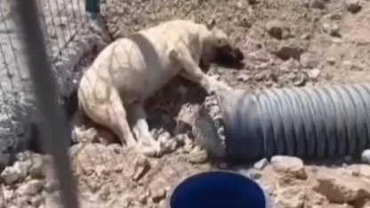 Çanakkale barınağında ölüm tehlikesi! Yaşanan üzücü olayın detayları açıklandı
