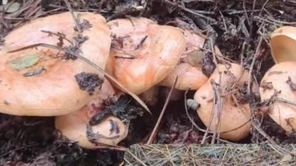 Çanakkale Kazdağları’nda Melki Sezonu Başladı