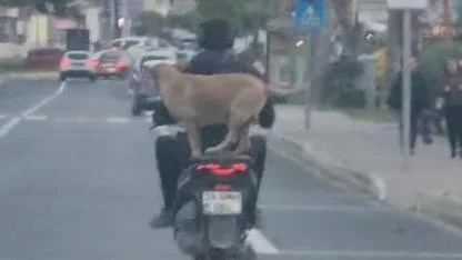 Çanakkale’de motora binen artçı hem şaşırttı hem güldürdü