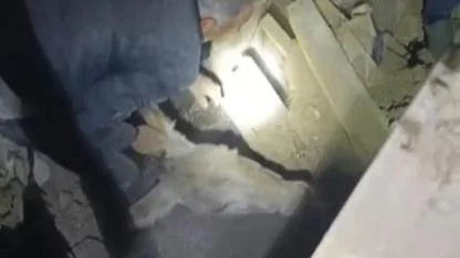 Depremin Ardından Sevindiren Haber: Enkaz Altında Kalan Eşek Kurtarıldı