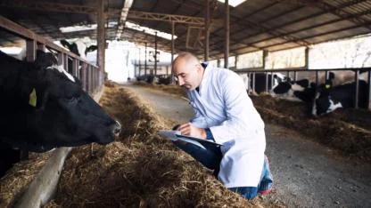 Ezine'de Şap Alarmı! Gökçebayır Köyü Sebebiyle Pazar Kapandı, Yasaklar Başladı