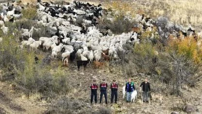 Kayıp 544 adet küçükbaş dron ile bulundu