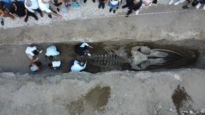 Mersin’de 16 metrelik balina iskeleti gün yüzüne çıktı