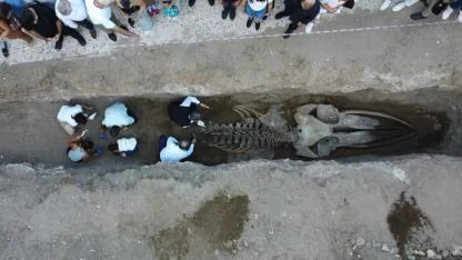 Mersin’de 16 metrelik balina iskeleti gün yüzüne çıktı