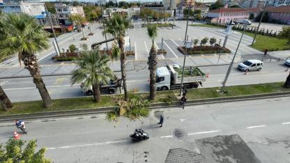 Cumhuriyet Bulvarı’nda palmiye ağaçları budandı