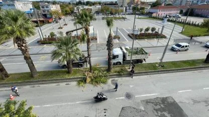 Cumhuriyet Bulvarı’nda palmiye ağaçları budandı