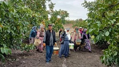 Hacıpehlivan Köyü’nde ceviz hasadı sona erdi