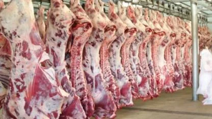TİGEM’den 10 Ton Karkas Sığır Eti İhalesi: Türkiye Hayvancılığında İthalat Gölgesi ve Üreticinin Zordaki Hali