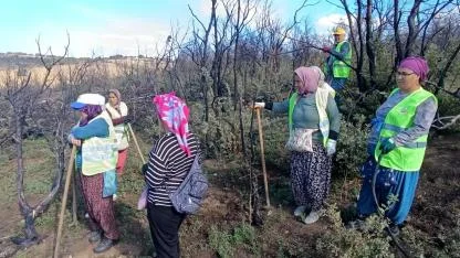 Yangın alanları yeniden yeşertiliyor